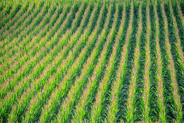 soil_onditioners_indochem_agrovet_blog-image