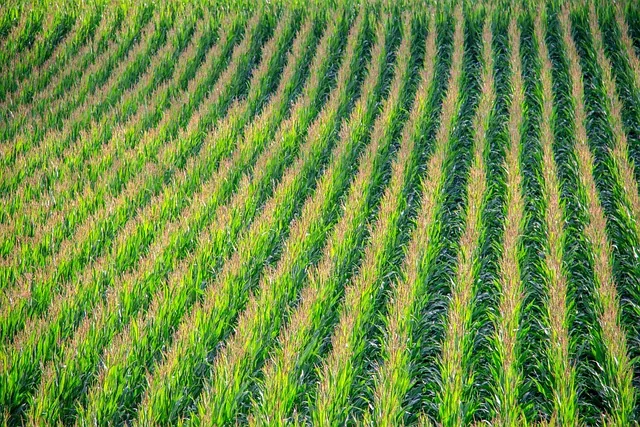 soil_onditioners_indochem_agrovet_blog-image