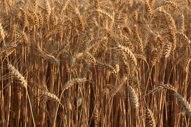 sustainable_crop _indochem_agrovet_blog-image
