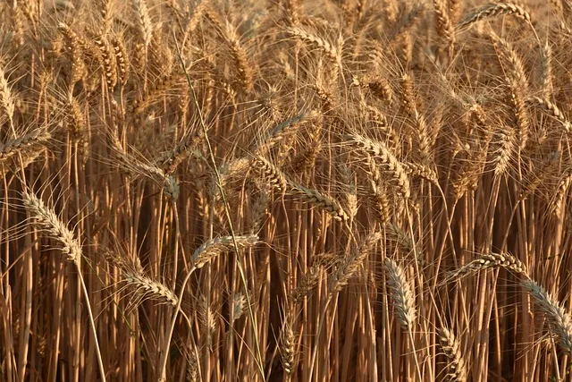 sustainable_crop _indochem_agrovet_blog-image