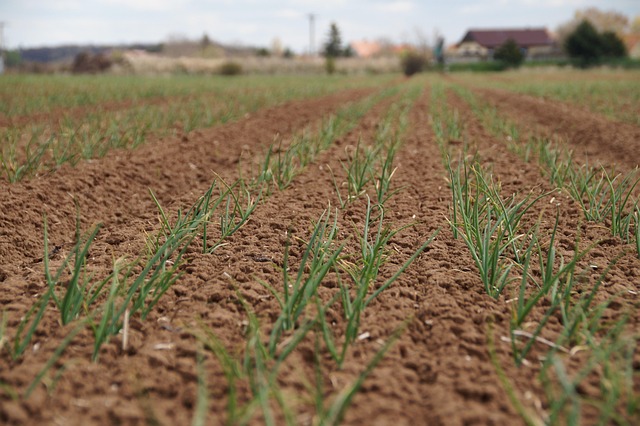 sustainable_farming_indochem_agrovet_blog-image
