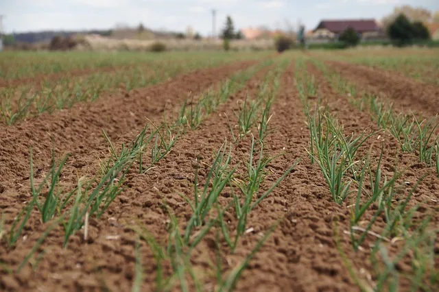 sustainable_farming_indochem_agrovet_blog-image