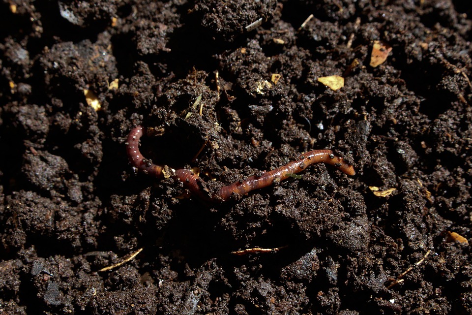 organic_compost_indochem_agrovet_blog-image