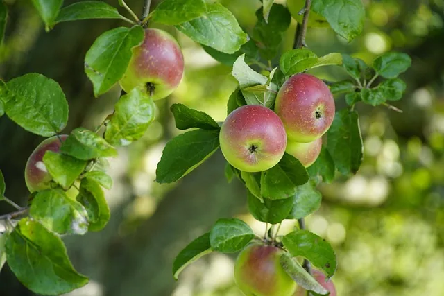 organic_nutrients_indochem_agrovet_blog-image organic_nutrients_indochem_agrovet_blog-image