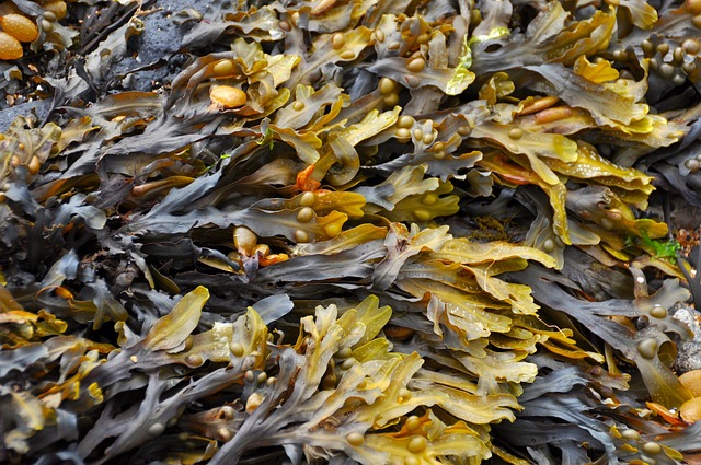 seaweed extract_indochem_blog-image