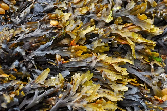 seaweed extract_indochem_blog-image seaweed extract_indochem_blog-image