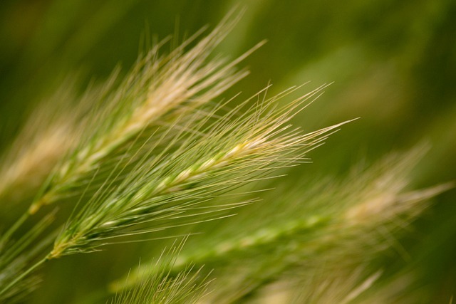 boost_crop_yield_indochem_agrovet_blog-image