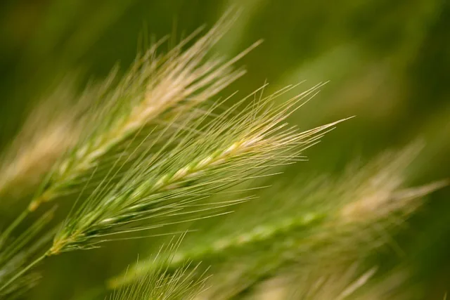 boost_crop_yield_indochem_agrovet_blog-image boost_crop_yield_indochem_agrovet_blog-image
