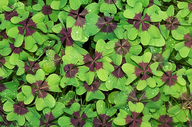 eco-friendly_solutions_indochem_agrovet_blog-image eco-friendly_solutions_indochem_agrovet_blog-image