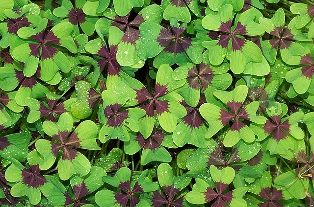eco-friendly_solutions_indochem_agrovet_blog-image