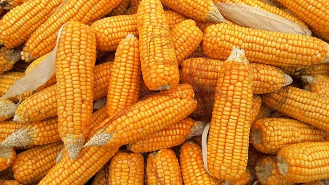 green_manure_indochem_agrovet_blog-image