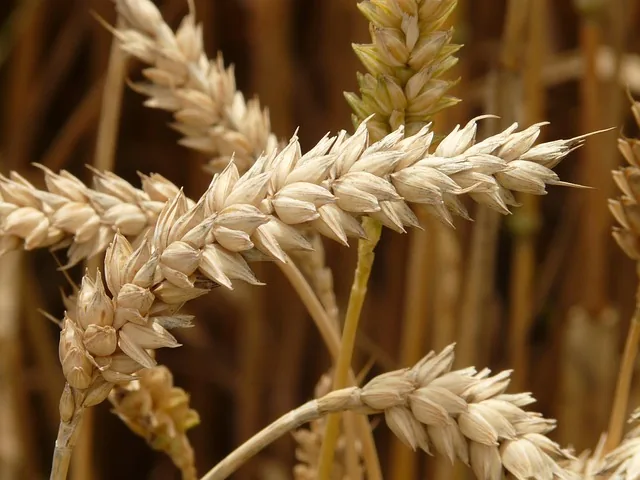 non-toxic_farming_solutions _indochem_agrovet_blog-image non-toxic_farming_solutions _indochem_agrovet_blog-image
