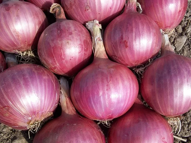 organic_crop_protection_indochem_agrovet_blog-image organic_crop_protection_indochem_agrovet_blog-image