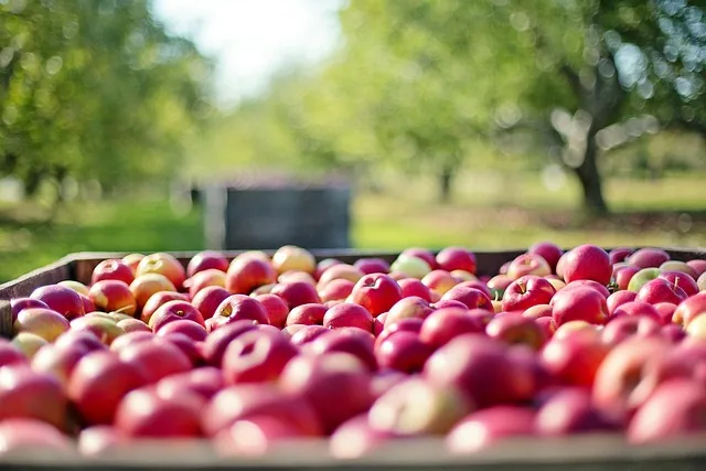 organic_crop_protection_indochem_agrovet_blog-image