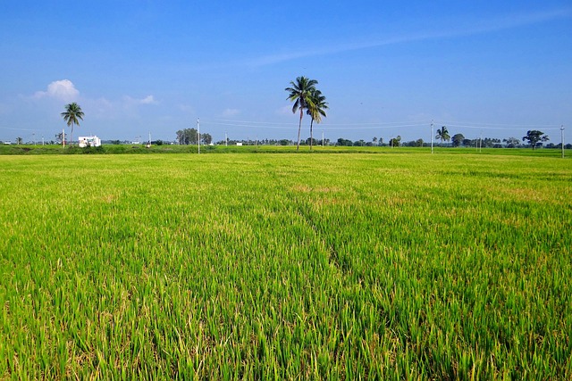 boost_crop_yield_naturally_indochem_agrovet_blog-image boost_crop_yield_naturally_indochem_agrovet_blog-image