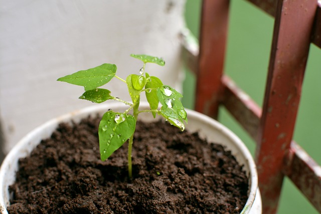 healthy_soil_indochem_agrovet_blog-image