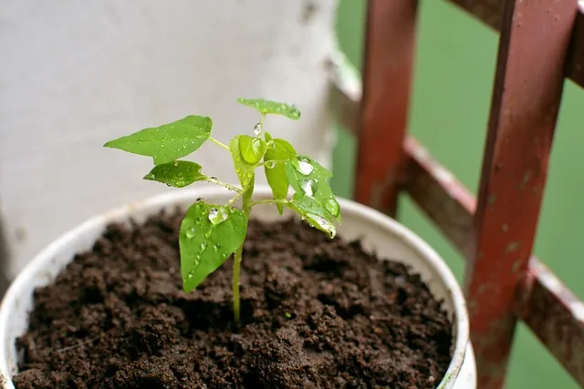 healthy_soil_indochem_agrovet_blog-image healthy_soil_indochem_agrovet_blog-image