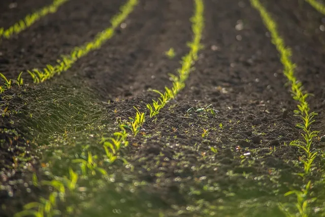 improve_soil_naturally_indochem_agrovet_blog-image