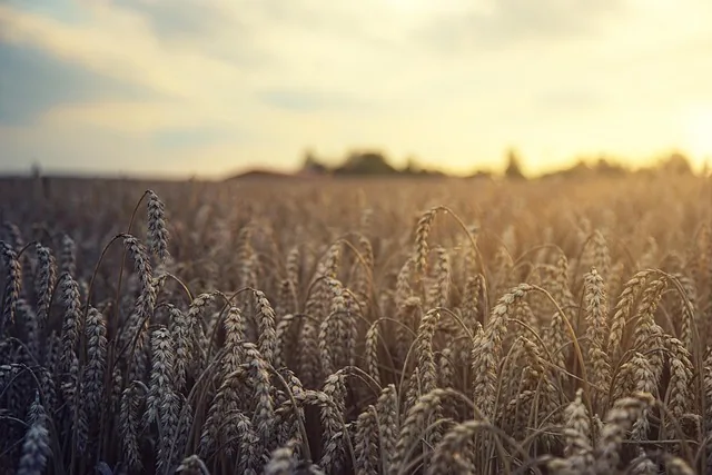 best_fertilizers_for_wheat_and_maize_indochem_agrovet_blog_image