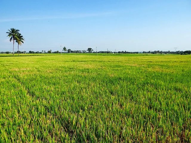 crop_yield_naturally_indochem_agrovet_blog_image crop_yield_naturally_indochem_agrovet_blog_image