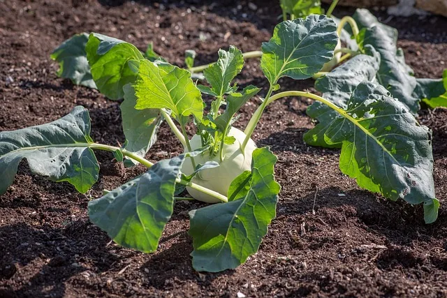 micronutrient_fertilizers _indochem_agrovet_blog_image micronutrient_fertilizers _indochem_agrovet_blog_image
