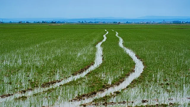 paddy_cultivation_fertilizers_indochem_agrovet_blog_image
