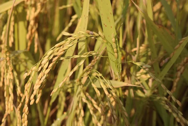 paddy_cultivation_fertilizers_indochem_agrovet_blog_image