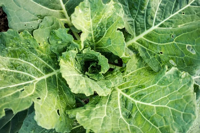 pest_control_tips_indochem_agrovet_blog_image pest_control_tips_indochem_agrovet_blog_image