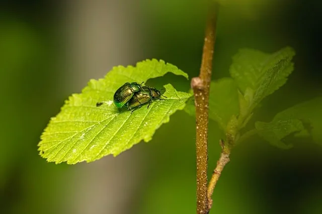 pest_control_for_healthy_crops_indochem_agrovet_blog-image