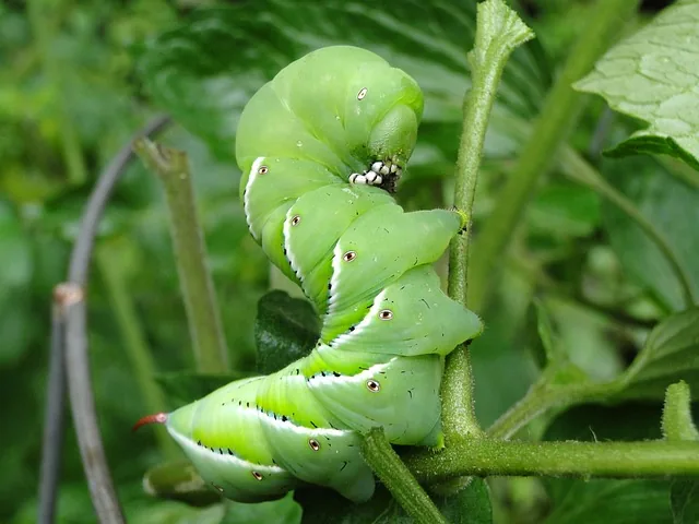 pest_management_indochem_agrovet_blog_image