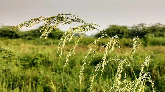 weed_control_solutions_indochem_agrovet_blog_image