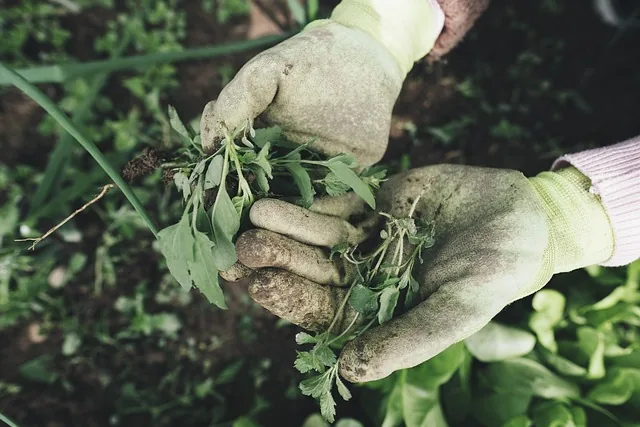 weed_management_indochem_agrovet_blog_image