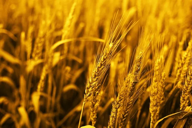 crop_protection_indochem_agrovet_blog-image
