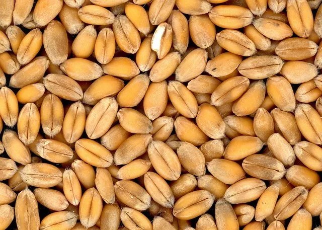 crop_nutrition_solutions_indochem_agrovet_blog_image