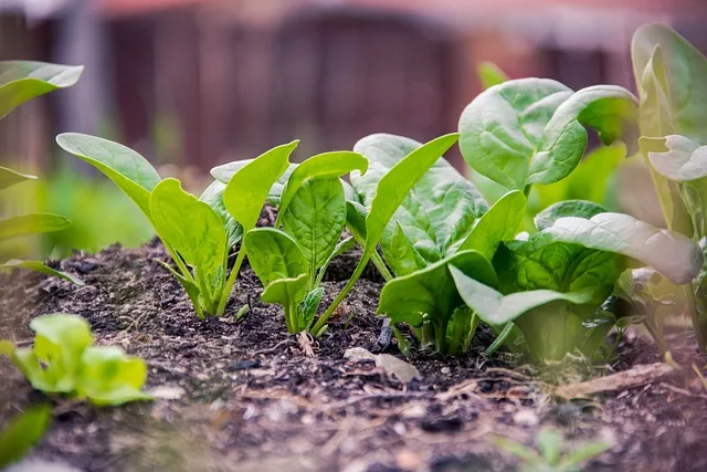eco_agriculture_solutions_indochem_agrovet_blog_image eco_agriculture_solutions_indochem_agrovet_blog_image