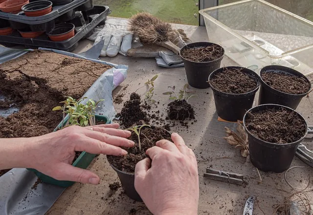 natural_soil_enhancers_indochem_agrovet_blog_image