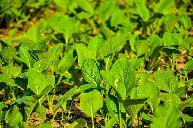 organic_farming_solutions_indochem_agrovet_blog_image organic_farming_solutions_indochem_agrovet_blog_image