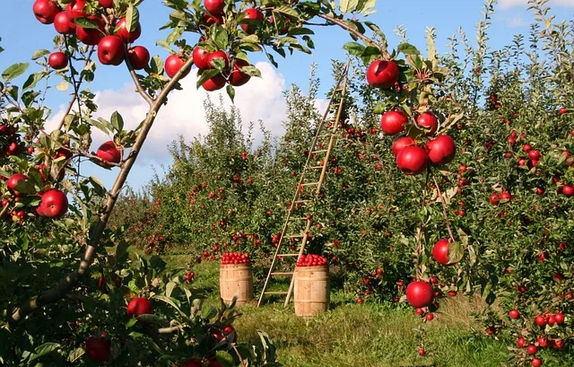 organic_farm_inputs _indochem_agrovet_blog_image organic_farm_inputs _indochem_agrovet_blog_image