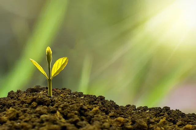 plant_growth_promoter_indochem_agrovet_blog_image plant_growth_promoter_indochem_agrovet_blog_image