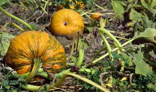 crop_bio solutions_indochem_agrovet_blog_image crop_bio solutions_indochem_agrovet_blog_image