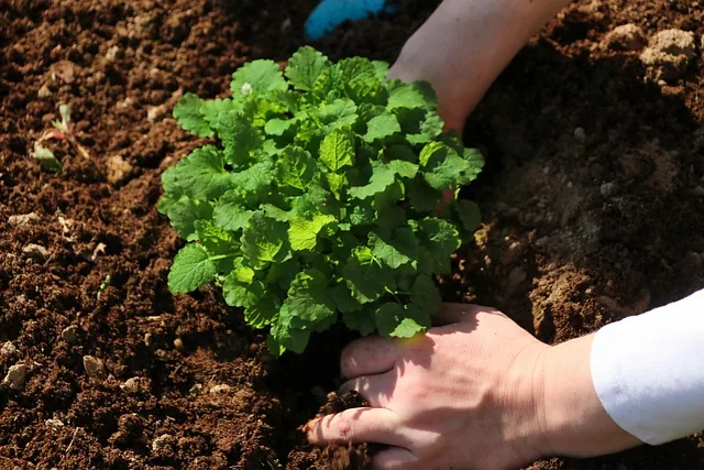 soil_nutrition_indochem_agrovet_blog_image soil_nutrition_indochem_agrovet_blog_image
