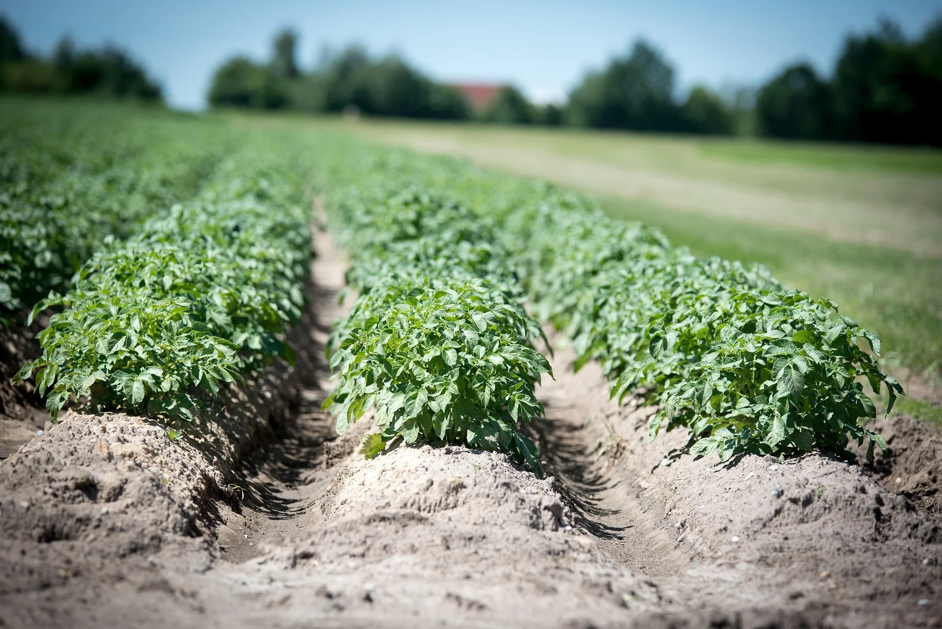 Biological Stimulants for Crops