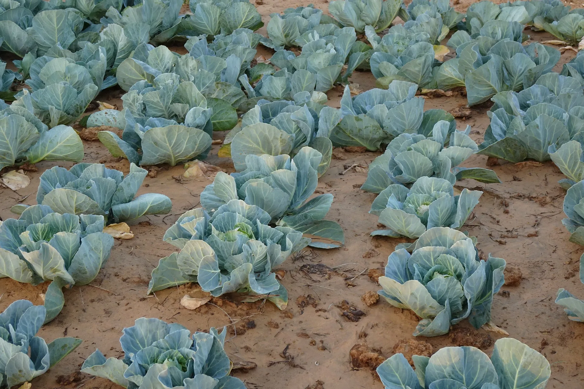 Buy Organic Fertilizers Online in India Buy Organic Fertilizers Online in India