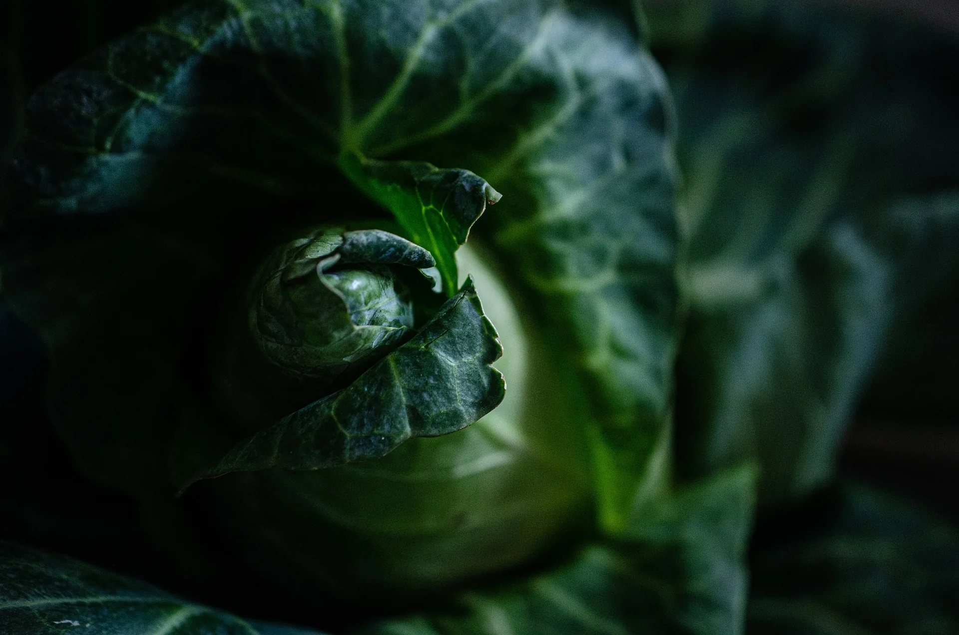 Bio Fungicides for Effective Crop Care Bio Fungicides for Effective Crop Care