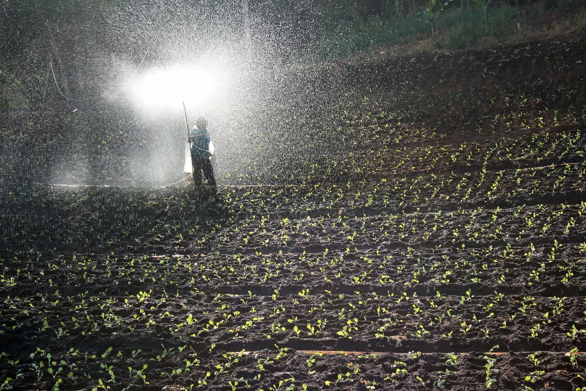 Micronutrient Fertilizers for Better Yield Micronutrient Fertilizers for Better Yield