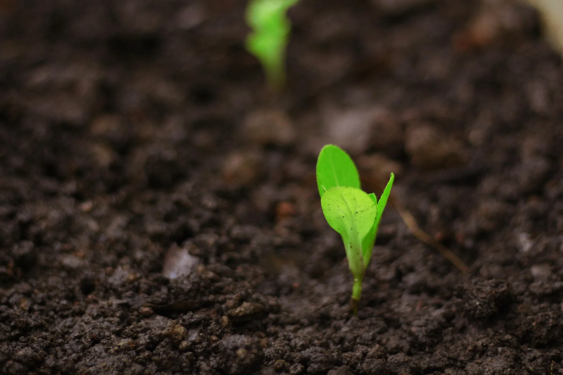 Natural Farming Inputs for Sustainable Grow Natural Farming Inputs for Sustainable Grow