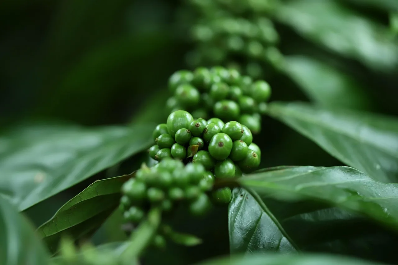 Organic Agriculture Supplies Online