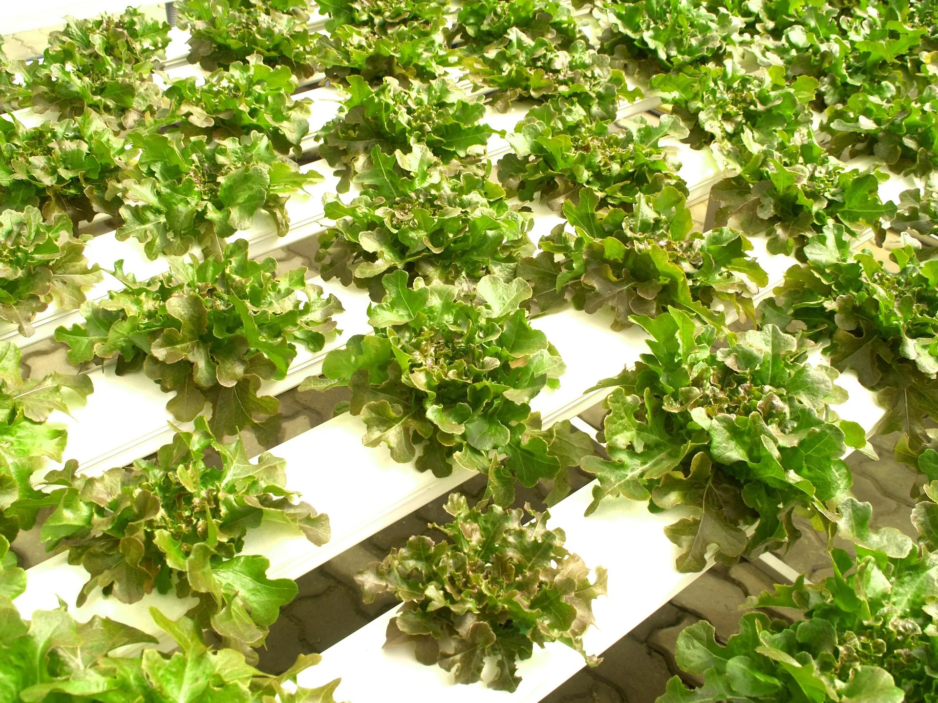 Organic Farming Products