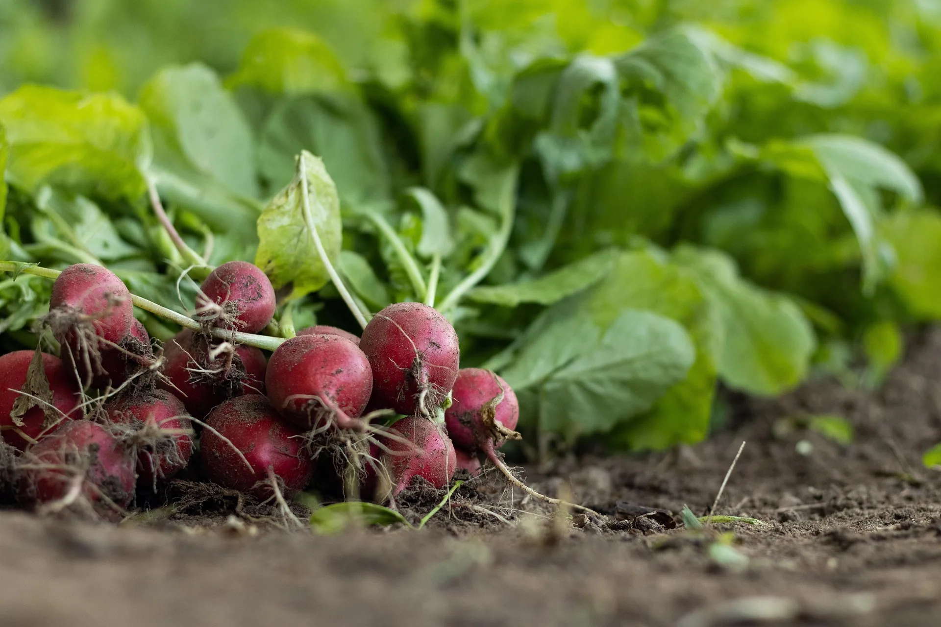 Organic Fertilizers India for Better Soil Health Organic Fertilizers India for Better Soil Health