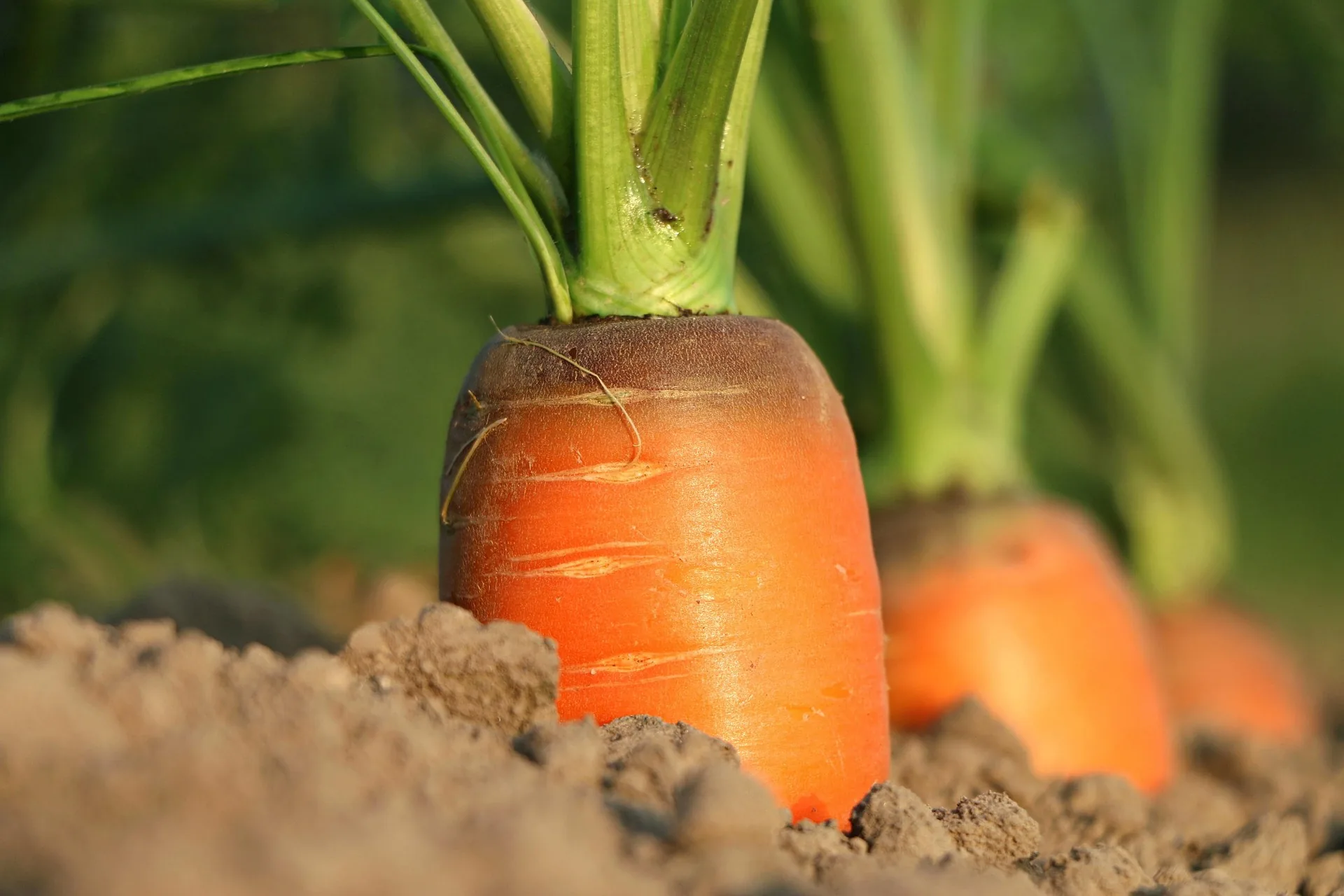 Soil Nutrition for Healthy Crops